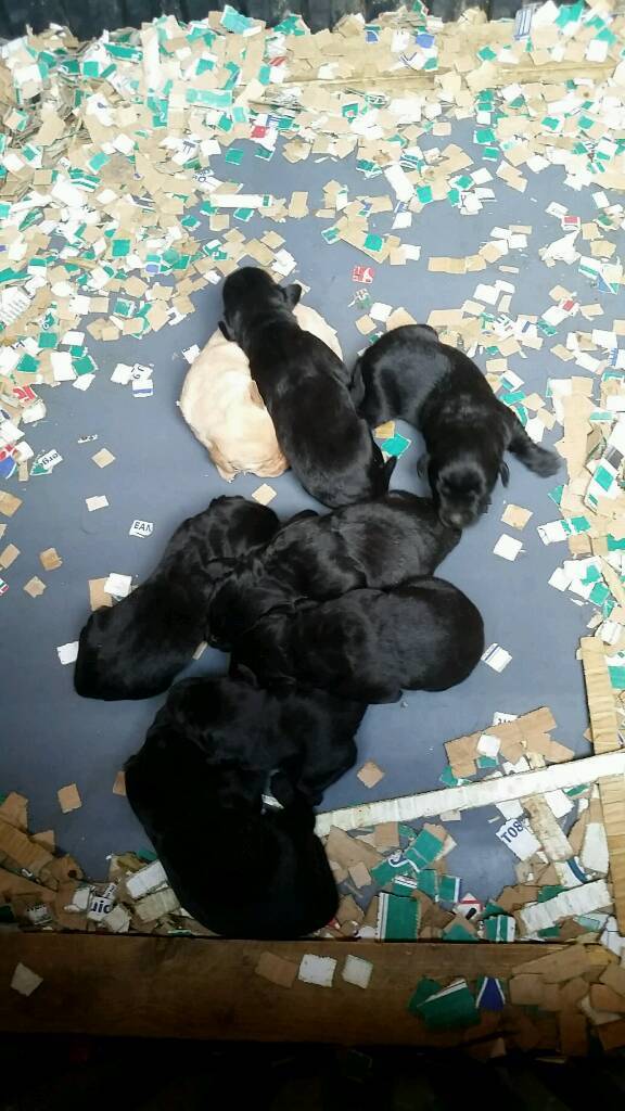 flat coated retriever gumtree